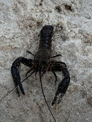 Procambarus spiculifer