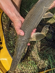 Lepisosteus platostomus