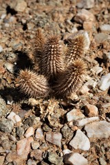 Acanthopsis disperma