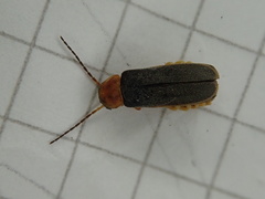 Cantharis lateralis