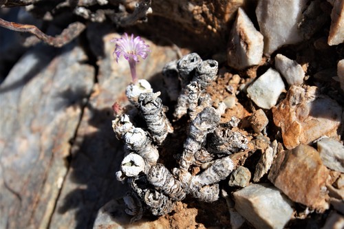 Ophthalmophyllum marlothii (N.E.Br.) Schwantes 2