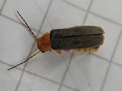 Cantharis lateralis