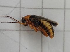 Cantharis lateralis