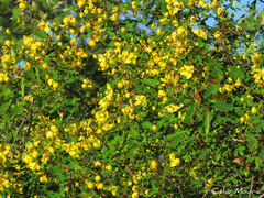 Senna trachypus