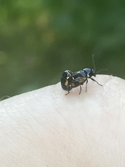 Cryptocephalus moraei