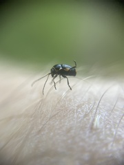 Cryptocephalus moraei