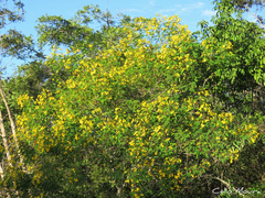 Senna trachypus