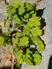 Paullinia