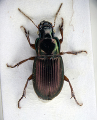 Harpalus affinis