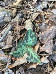 Trillium cuneatum