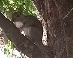 Sciurus carolinensis