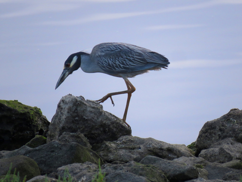 photo of Yellow-crowned Night-heron (Nyctanassa violacea)