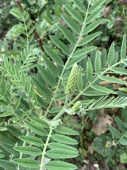 Astragalus canadensis