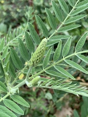 Astragalus canadensis