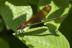 Calopteryx haemorrhoidalis