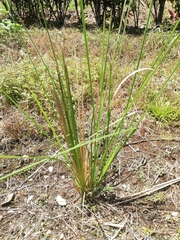 Chrysopogon nigritanus