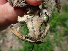 Bufo verrucosissimus
