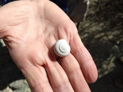 Sonorelix borregoensis