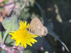 Leptotes trigemmatus