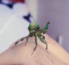 Phyllocrania