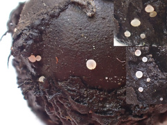 Hymenoscyphus imberbis