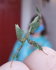 Phyllocrania