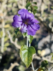 Ruellia californica