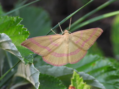 Rhodostrophia calabra