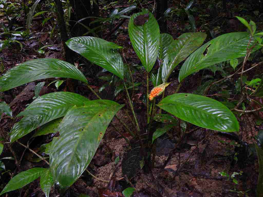 Dumb cane