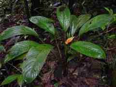 Dieffenbachia humilis