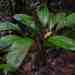 Dieffenbachia humilis - Photo (c) olivier_fortune, algunos derechos reservados (CC BY-NC), subido por olivier_fortune