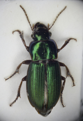 Harpalus affinis