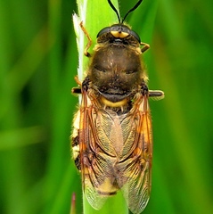 Stratiomys singularior