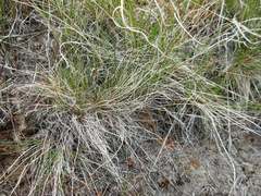 Phrynosoma douglasii
