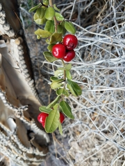 Castela peninsularis