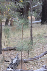 Pinus engelmannii