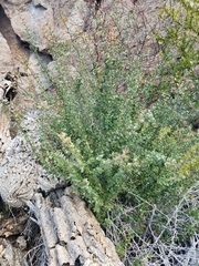 Castela peninsularis