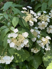Hydrangea heteromalla