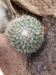 Mammillaria petrophila