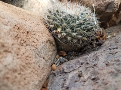 Mammillaria petrophila