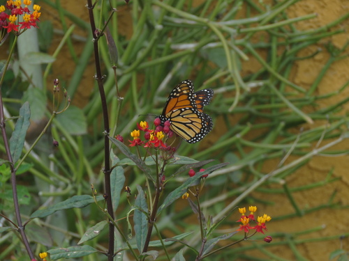 photo of Monarch (Danaus plexippus)