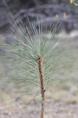 Pinus engelmannii