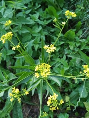 Bunias orientalis