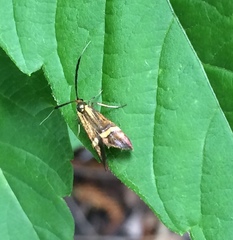 Nemophora degeerella