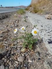 Perityle crassifolia robusta