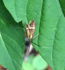 Nemophora degeerella