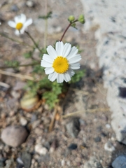 Perityle crassifolia robusta