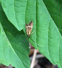 Nemophora degeerella