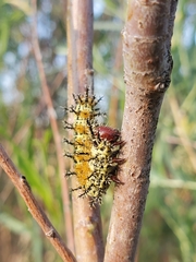 Hemileuca nevadensis