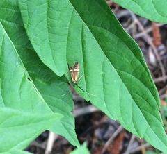Nemophora degeerella